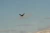 IMG_9708.JPG