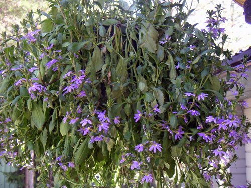 blomma_ampel1.jpg