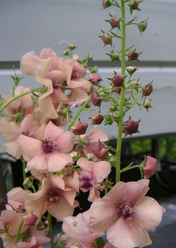 blomma_kungsljus1.jpg
