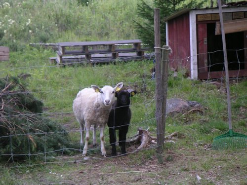 djur_faar1.jpg