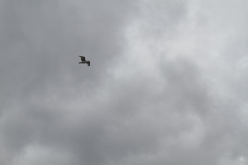 IMG_6859.JPG