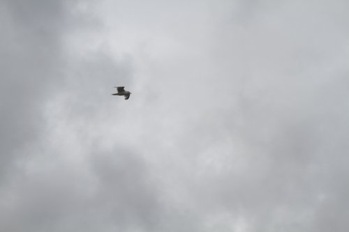 IMG_6860.JPG