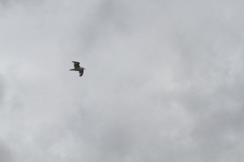IMG_6861.JPG