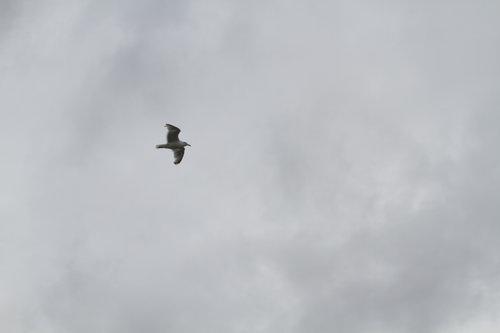 IMG_6862.JPG