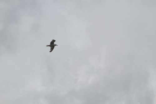 IMG_6863.JPG