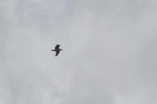 IMG_6864.JPG