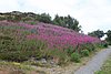 IMG_6865.JPG