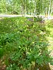P1000011.JPG