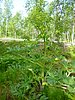 P1000012.JPG