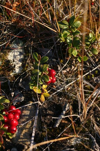 IMG_8739.JPG