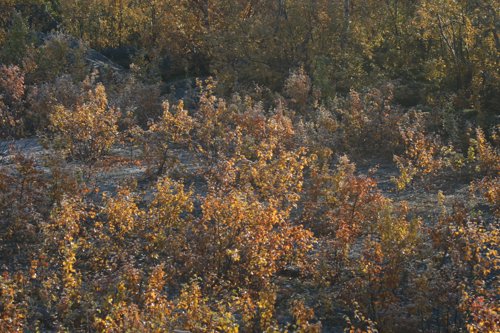 IMG_8804.JPG