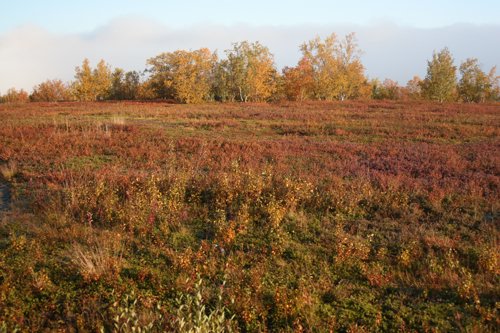 IMG_8819.JPG