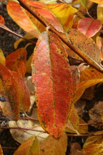 IMG_8866.JPG
