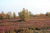 IMG_8822.JPG