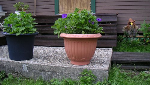blomkruka1.jpg