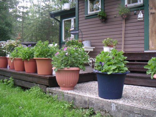 blomkruka2.jpg