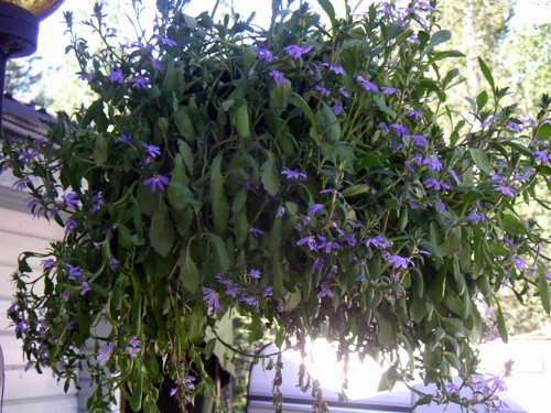 blomma_ampel2.jpg