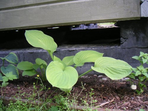 blomma_funkia.jpg