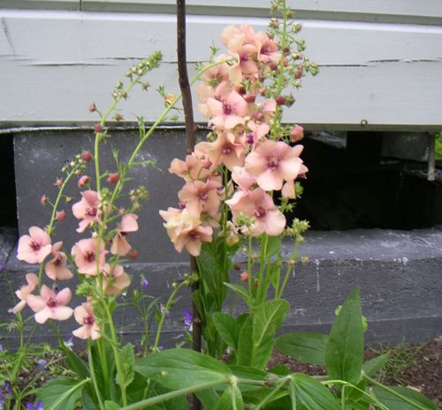 blomma_kungsljus.jpg