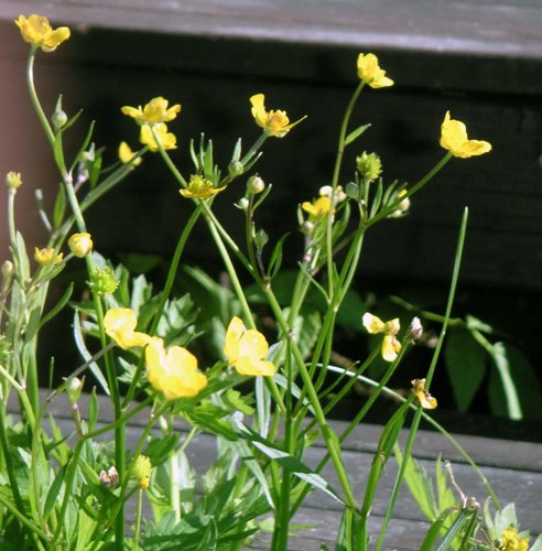 blomma_smor.jpg