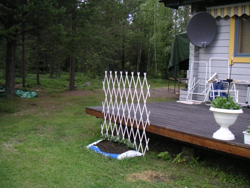 blomma_spalje.jpg