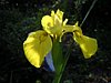 blomma_lilja2.jpg