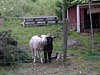 djur_faar1.jpg