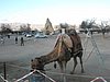 P2040031.JPG