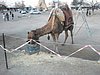 P2040032.JPG
